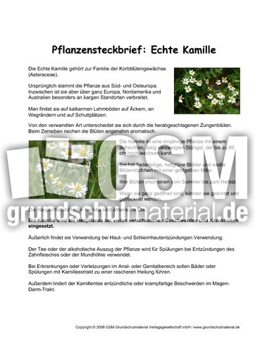 Pflanzensteckbrief-Echte-Kamille.pdf